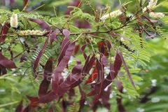 Acacia chundra